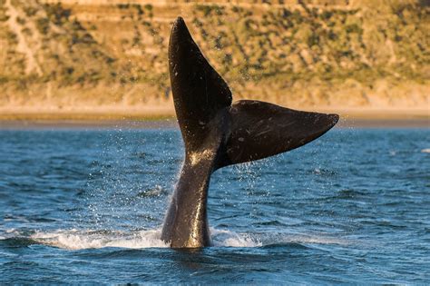 New Technology Listens For Right Whales One Of The Worlds Most