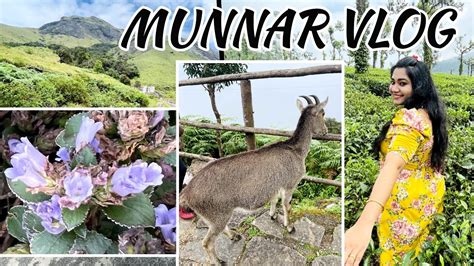 Munnar Neelakurinji Eravikulam National Park Travel Vlog Kerala Tourism Varayadu