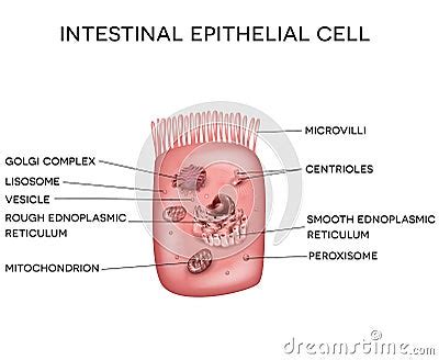 Intestinal Epithelial Cell Royalty-Free Stock Image | CartoonDealer.com ...