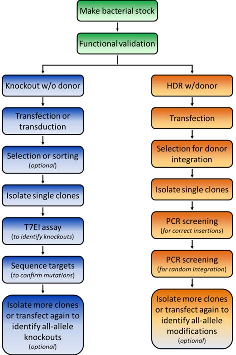 Recommended Workflow For Genome Editing In Mammalian Cells Genecopoeia