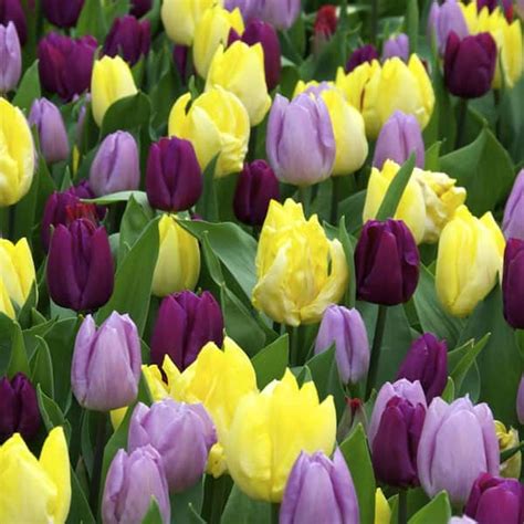 Vigoro 12 Cm Royal Prince Single Early Tulip Bulbs Multi Color Bag