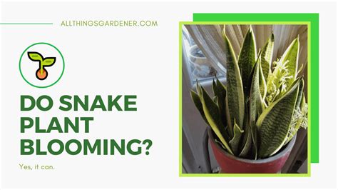 Do Snake Plants Flower The Attractive Miracle Of Blooming Snake Plant