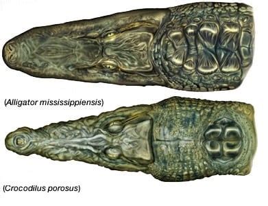 Actualizar Imagen Diferencia Entre Cocodrilo Y Aligator Abzlocal Mx