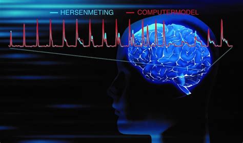 Brain Measured At High Resolution For The First Time New Scientist