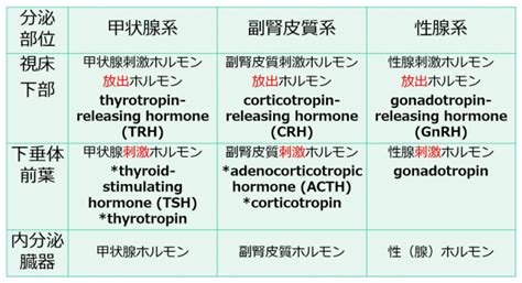 下垂体前葉系、その1ステップ4 一歩一歩学ぶ生命科学