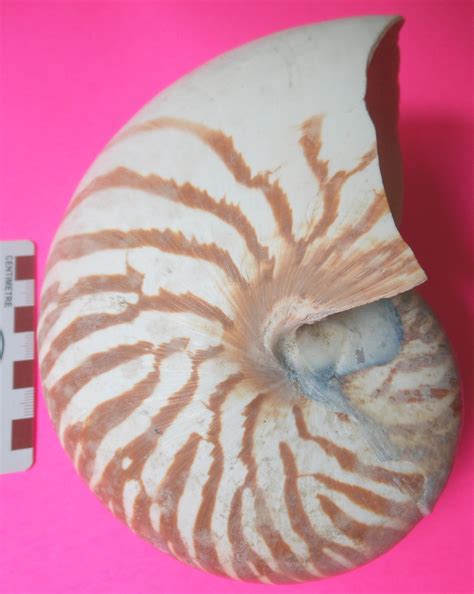 Mesozoic Ammonite From Madagascar