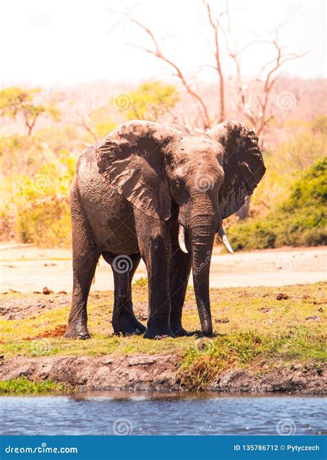 Afrikaanse Olifant Bij Het Water Rivier Chobe Botswana Afrika Stock