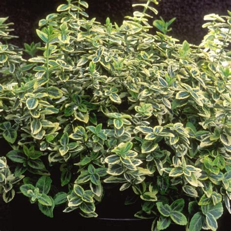 Euonymus Emerald Gaiety Campbell S Nursery