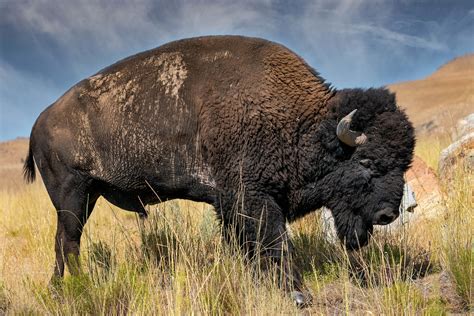 SUNLIT BISON, American Buffalo, Wildlife Photography by Rob's Wildlife ...