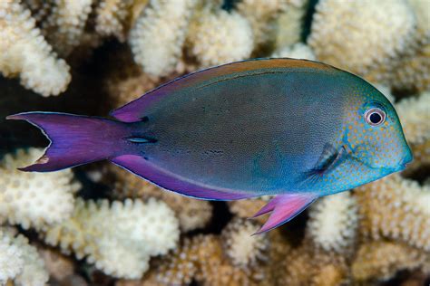 Acanthurus Blochii