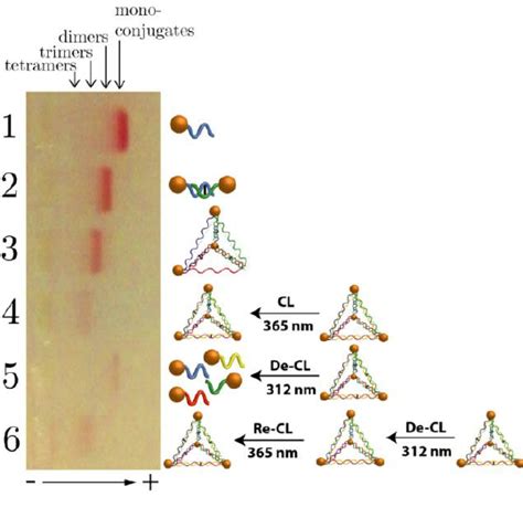 Figure S An Agarose Gel Comparing Crosslinked And De Crosslinked