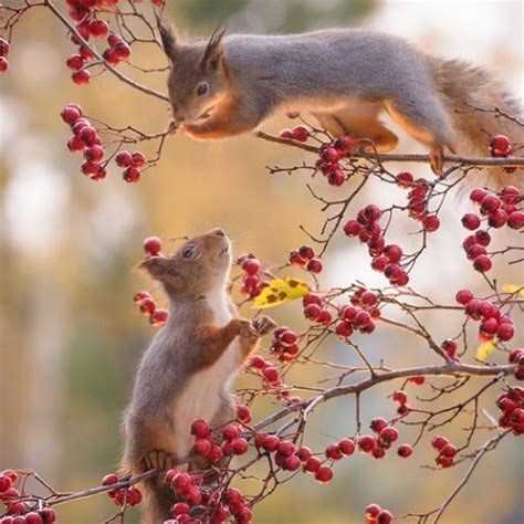 Create Meme Geert Weggen Proteins Autumn Squirrel Beautiful Squirrels Pictures Meme