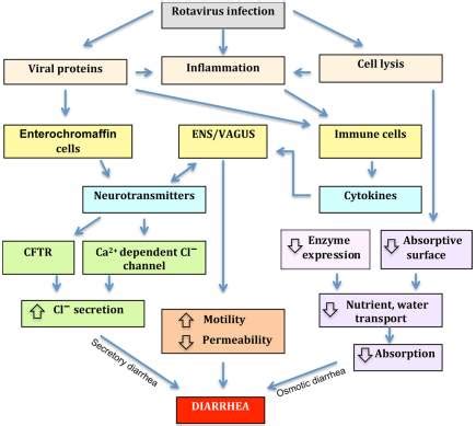 Acute Viral Gastroenteritis Overview and Case Study