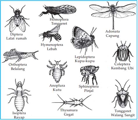 Ciri Ciri Dan Contoh Ordo Insekta Semua Ada