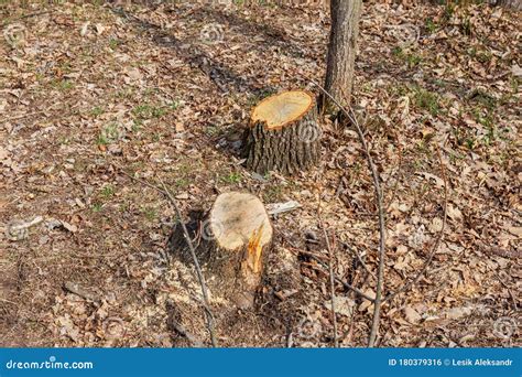 Tree Stumps And Felled Forest Deforested Area In A Forest With Cutted Trees Cut Down Trees In