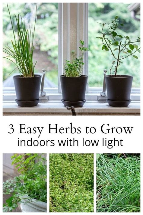 The Easiest Herbs To Grow Indoors With Low Light Growing Herbs