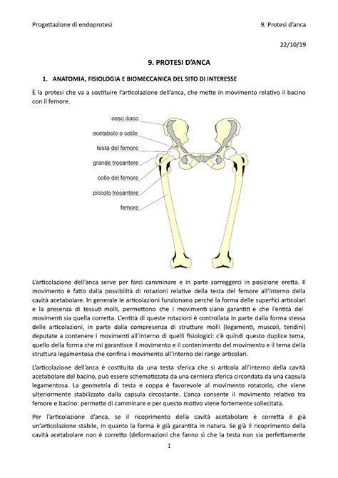 Protesi D Anca Protesi Danca Anatomia Fisiologia E