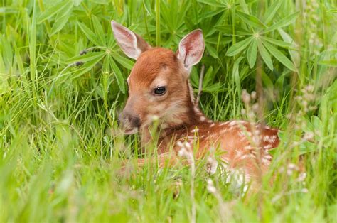 Coexisting - North Texas Wildlife Center