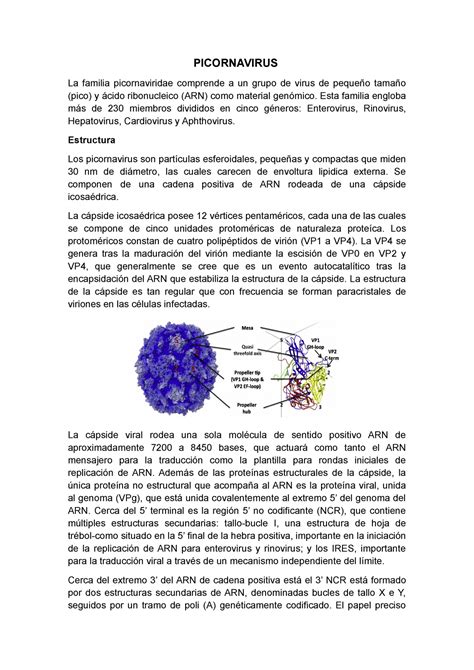 Picornavirus La Familia Picornaviridae Comprende A Un Grupo De Virus