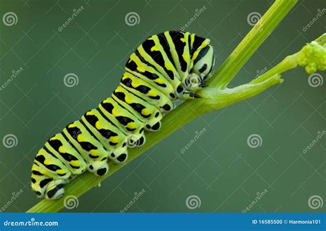 Swallowtail stock photo. Image of pest, colorful, isolated - 16585500