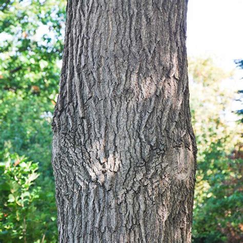 Northern Red Oak Trees For Sale At Arbor Days Online Tree Nursery