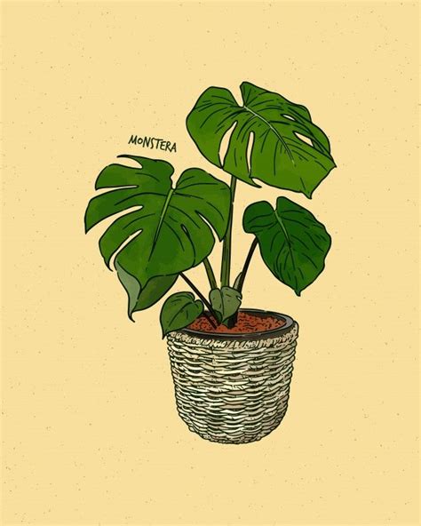 Monstera Deliciosa Hand Drawn Sketch Vector Premium Illustration