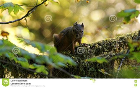 Hoh Rain Forest Parc National Olympique Washington Etats Unis