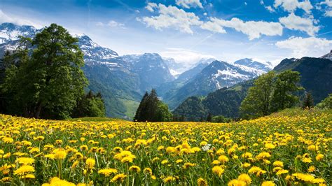 Alps 4k France Mountains Dandelion Meadows Sky HD Wallpaper