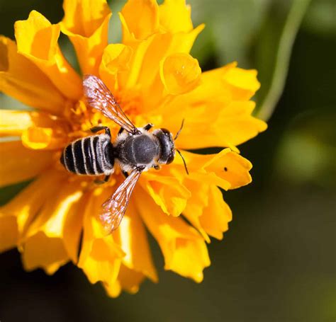 Black and White Bee: What Kind Is It and Does It Sting? - A-Z Animals