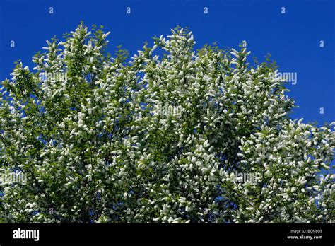 Bird Cherry Blossom Prunus Padus Stock Photo Alamy