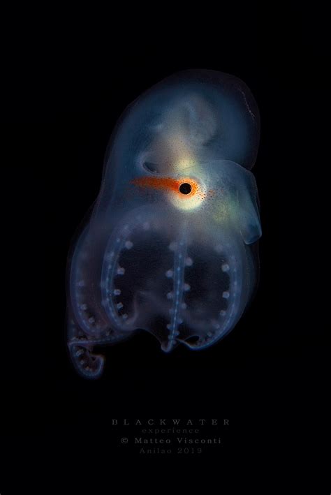 "Haliphron atlanticus" A rare seven-arm octopus larva. This octopus is ...