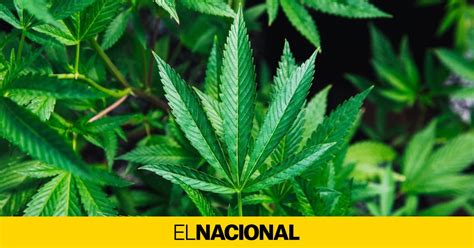 La Onu Reconoce Oficialmente Las Propiedades Medicinales Del Cannabis