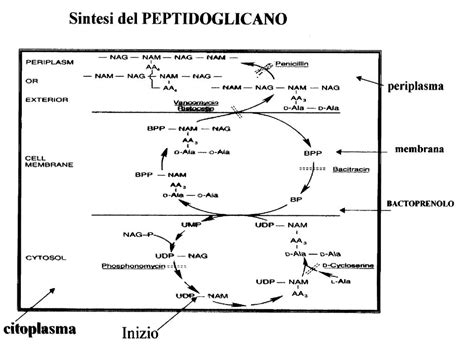 Metaboliti Secondari I Metaboliti Secondari Rappresentano Il