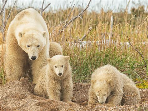 Churchill Canada The Polar Bear Capital Of The World