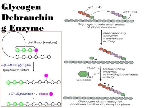 Glycogenolysis