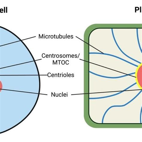 Algal Eyespot Of Chlamydomonas Chlamydomonas Alga With Two Flagella