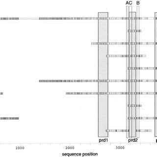 Mapping Of Amphipathic Motifs Proline Rich Clusters And Cysteine