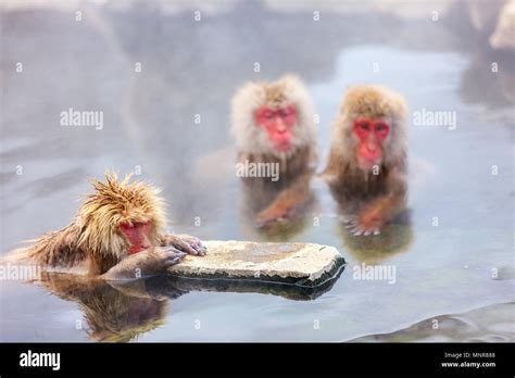 Snow Monkey Japanese Macaques Bathe In Onsen Hot Springs At Nagano Japan Stock Photo Alamy