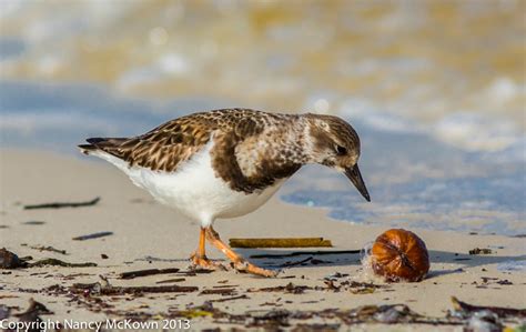 Photographing Sandpipers on the Beach | Welcome to NancyBirdPhotography.com