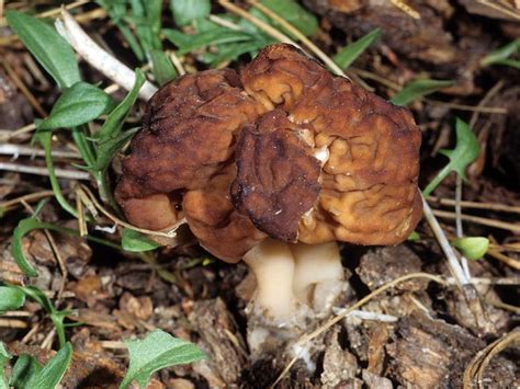 Gyromitra esculenta - Alchetron, The Free Social Encyclopedia