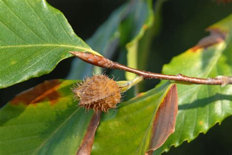 Fagus Grandifolia American Beech Beech Beechnut Tree Red Beech