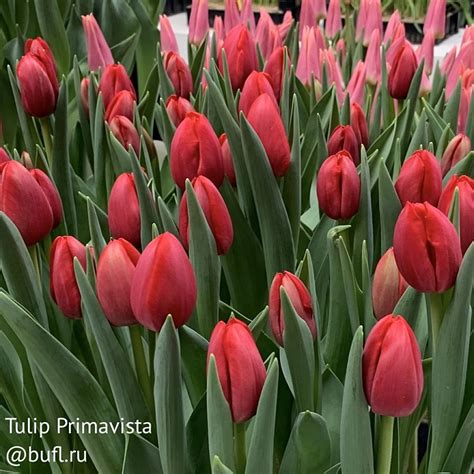 Tulip Primavista авторское фото BUFL RU