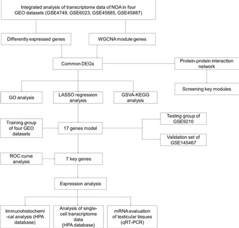 The Flow Diagram Of Study Strategy Noa Non Obstructive Azoospermia