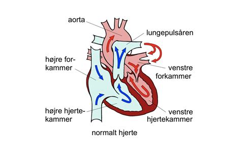 E bog Kredsløbet og hjertets opbygning Hjertesenter Mølholm