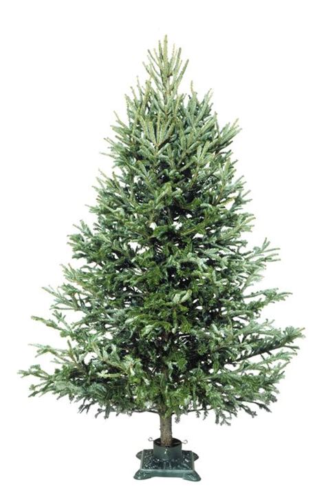 15 Best Types of Christmas Trees - Top Christmas Tree Varieties