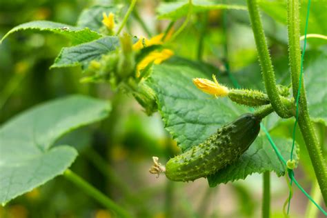 Growing Cucumbers In Pots And Containers Kellogg Garden Organics™