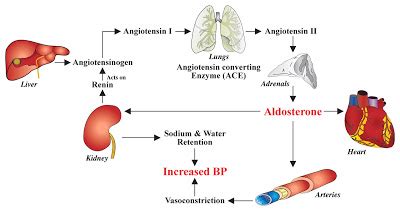 Basic Review: The Renin-Angiotensin-Aldosterone Axis - Renal Fellow Network