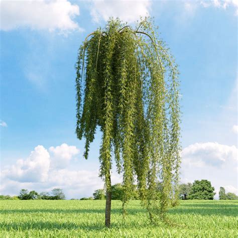 Weeping Peashrub, Caragana arborescens 'Pendula' | Trees | Pinterest ...