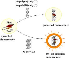 Pheophorbide phenazinium 共轭物作为 G 四链体结构的荧光探针 Journal of Molecular