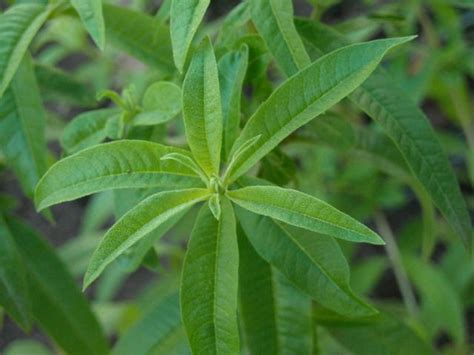 Dores e inflamações Combata a planta lúcia lima Espantar